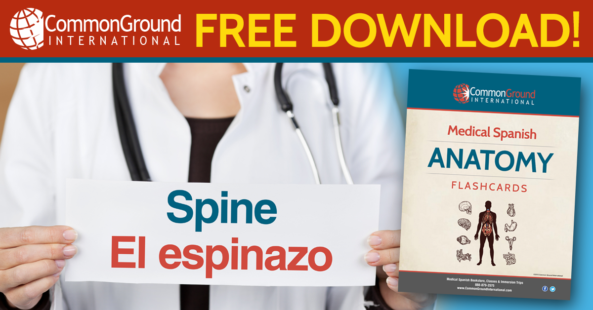 Free medical Spanish terminology: Parts of the Body in Spanish flashcards