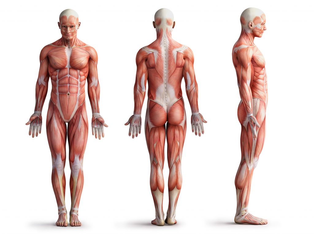 Anatomy Terms in Spanish - Partes del cuerpo